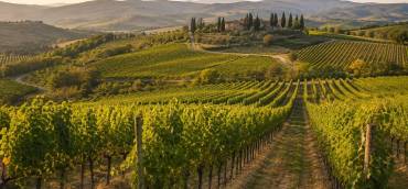 Vendemmia nel Chianti