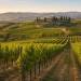 Vendemmia nel Chianti